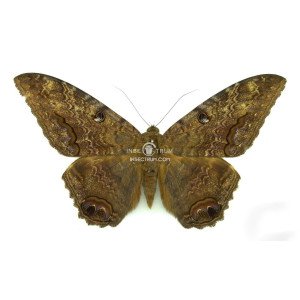 ASCALAPHA ODORATA